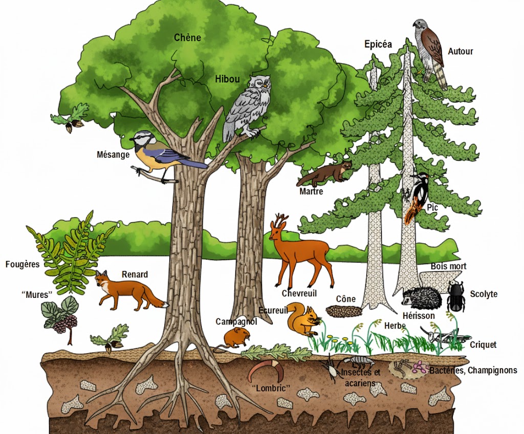 Ecosysteme forestier