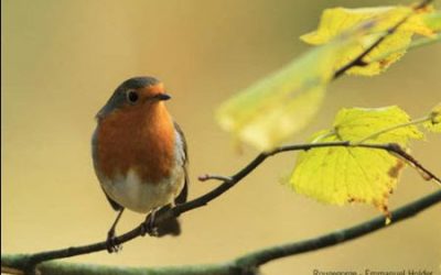 Les 25 et 26 janvier, comptez les oiseaux des jardins !